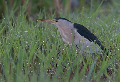 BUITEN BEELD Foto: 169620