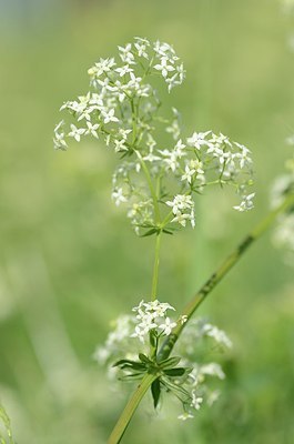 BUITEN BEELD Foto: 169629