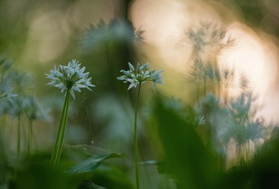 BUITEN BEELD Foto: 169648