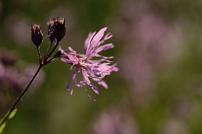 BUITEN BEELD Foto: 169656