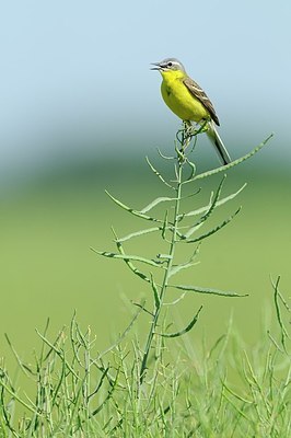 BUITEN BEELD Foto: 169661