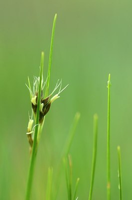 BUITEN BEELD Foto: 169662