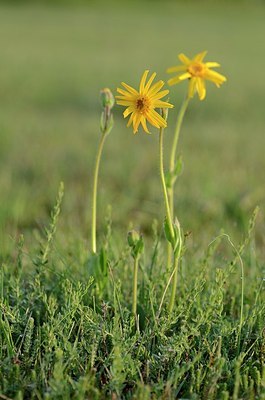 BUITEN BEELD Foto: 169663