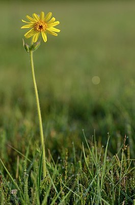 BUITEN BEELD Foto: 169664