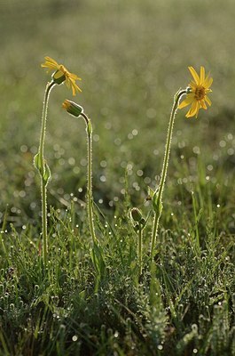 BUITEN BEELD Foto: 169666