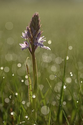 BUITEN BEELD Foto: 169671