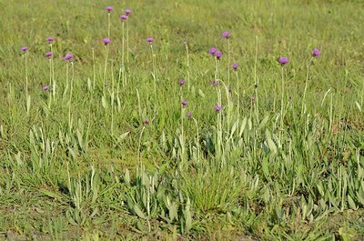 BUITEN BEELD Foto: 169674