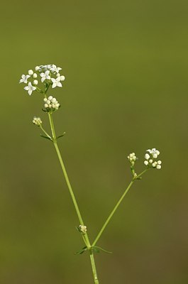 BUITEN BEELD Foto: 169679