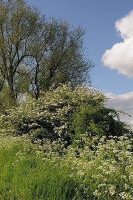 BUITEN BEELD Foto: 169697