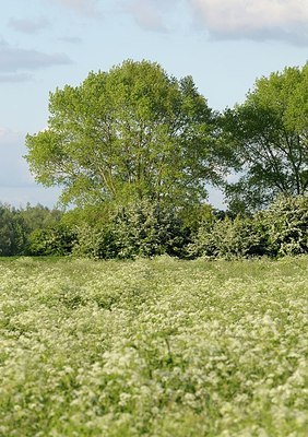 BUITEN BEELD Foto: 169699