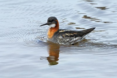 BUITEN BEELD Foto: 169717