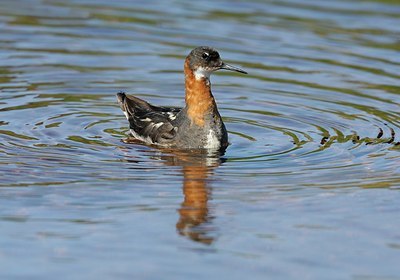 BUITEN BEELD Foto: 169720