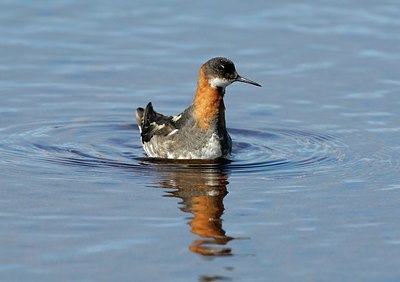 BUITEN BEELD Foto: 169721