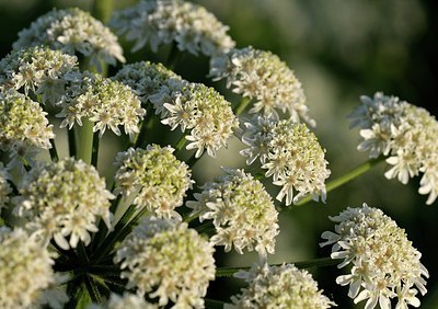 BUITEN BEELD Foto: 169724