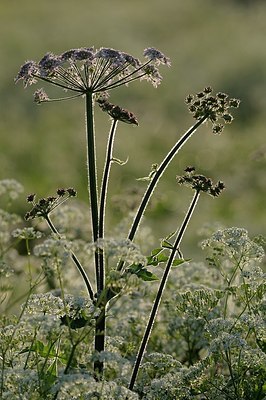 BUITEN BEELD Foto: 169729