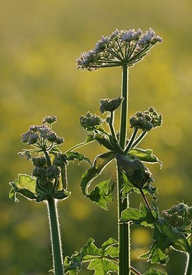 BUITEN BEELD Foto: 169731