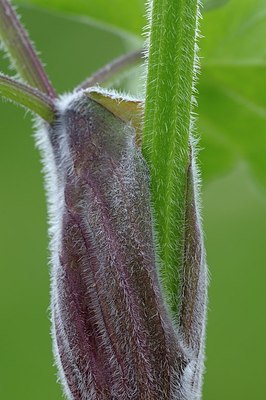 BUITEN BEELD Foto: 169734