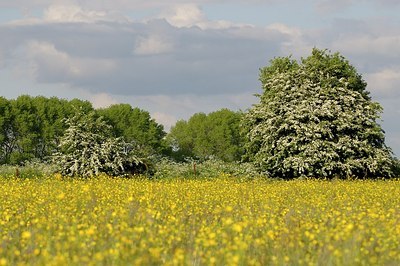 BUITEN BEELD Foto: 169740