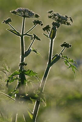 BUITEN BEELD Foto: 169766