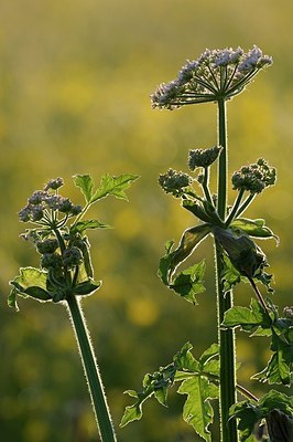 BUITEN BEELD Foto: 169767