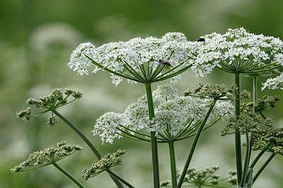 BUITEN BEELD Foto: 169772