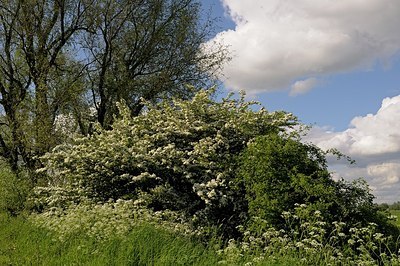 BUITEN BEELD Foto: 169773