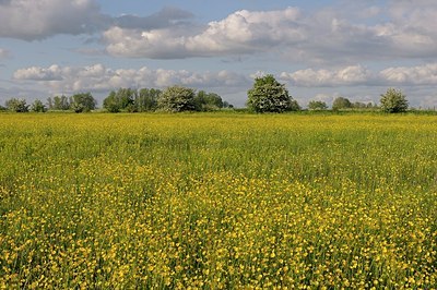 BUITEN BEELD Foto: 169775