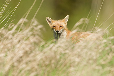 BUITEN BEELD Foto: 169793