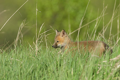 BUITEN BEELD Foto: 169816