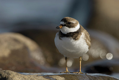 BUITEN BEELD Foto: 169817