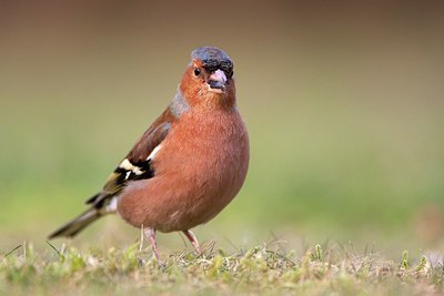 BUITEN BEELD Foto: 169859