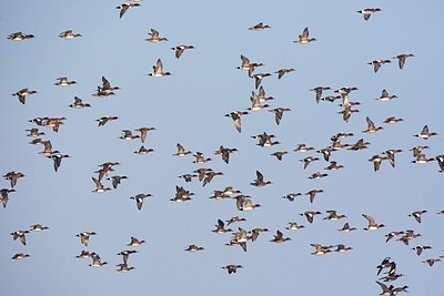 BUITEN BEELD Foto: 169863