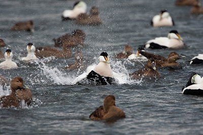 BUITEN BEELD Foto: 169896