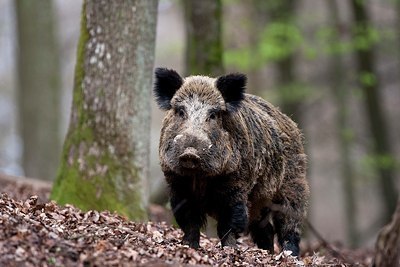 BUITEN BEELD Foto: 169937