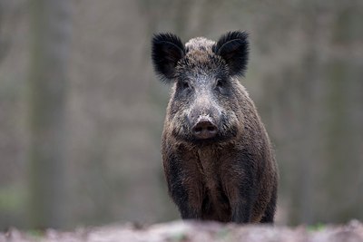 BUITEN BEELD Foto: 169938