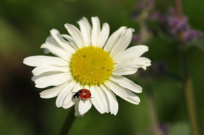 BUITEN BEELD Foto: 169980