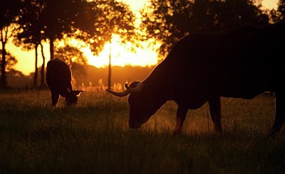 BUITEN BEELD Foto: 169984