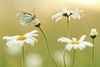 BUITEN BEELD Foto: 170000