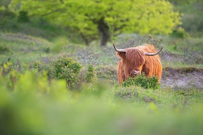 BUITEN BEELD Foto: 170012