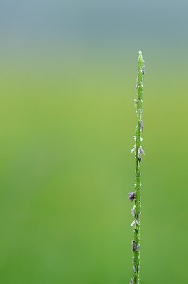 BUITEN BEELD Foto: 170035