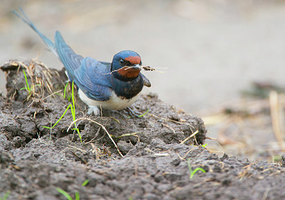 BUITEN BEELD Foto: 170050