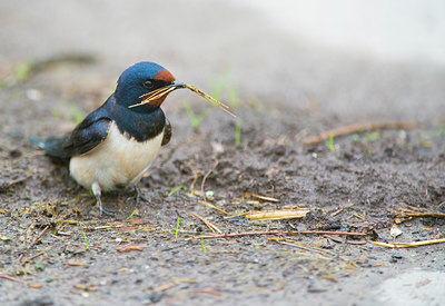 BUITEN BEELD Foto: 170053