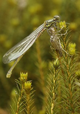 BUITEN BEELD Foto: 170074