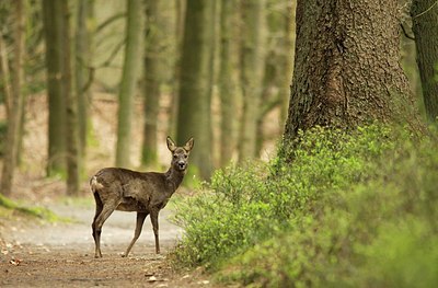 BUITEN BEELD Foto: 170087