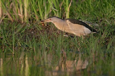 BUITEN BEELD Foto: 170097