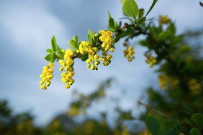 BUITEN BEELD Foto: 170106