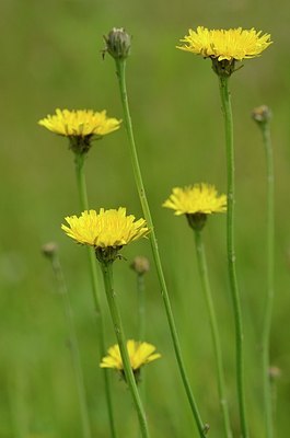 BUITEN BEELD Foto: 170135