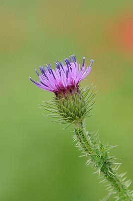 BUITEN BEELD Foto: 170139