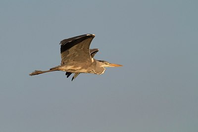 BUITEN BEELD Foto: 170145