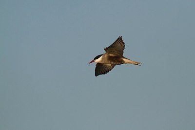 BUITEN BEELD Foto: 170150
